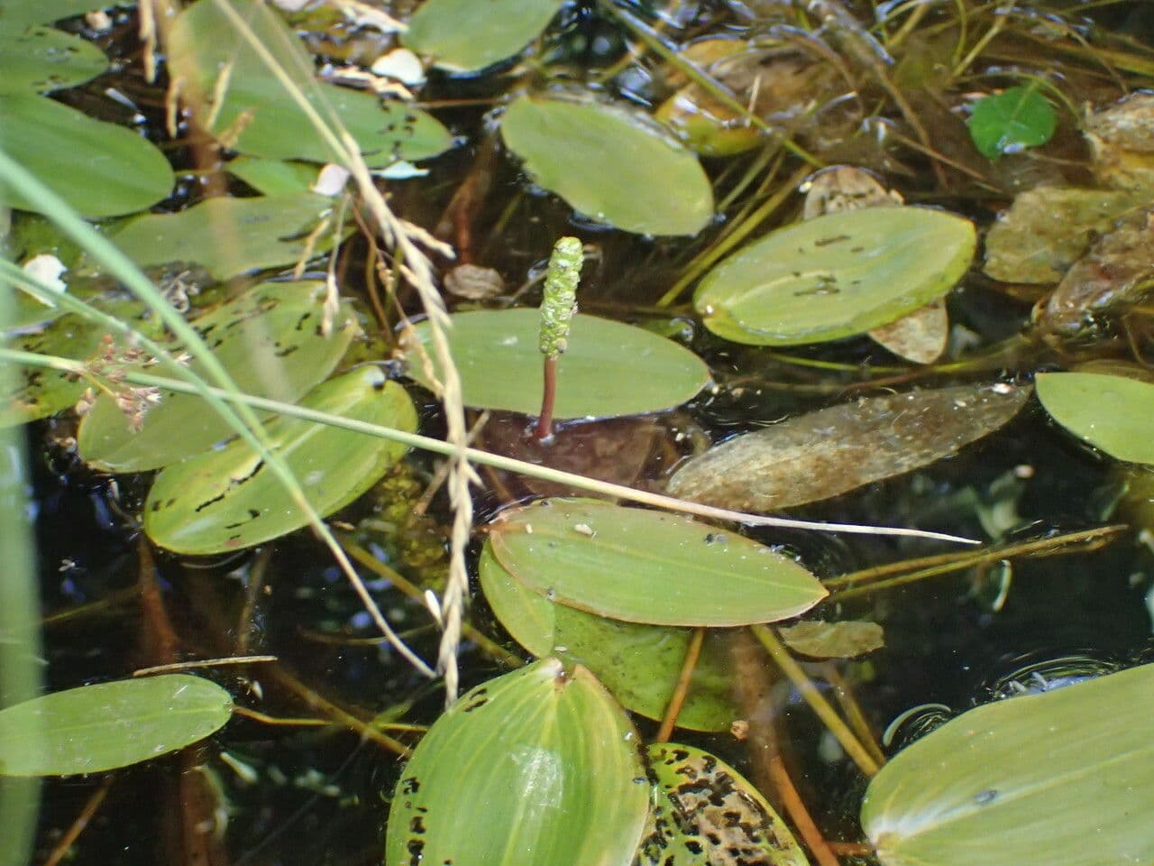 Potamogeto natante 14