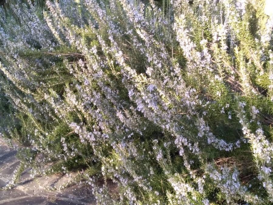 Rozmarýn lékařský 29