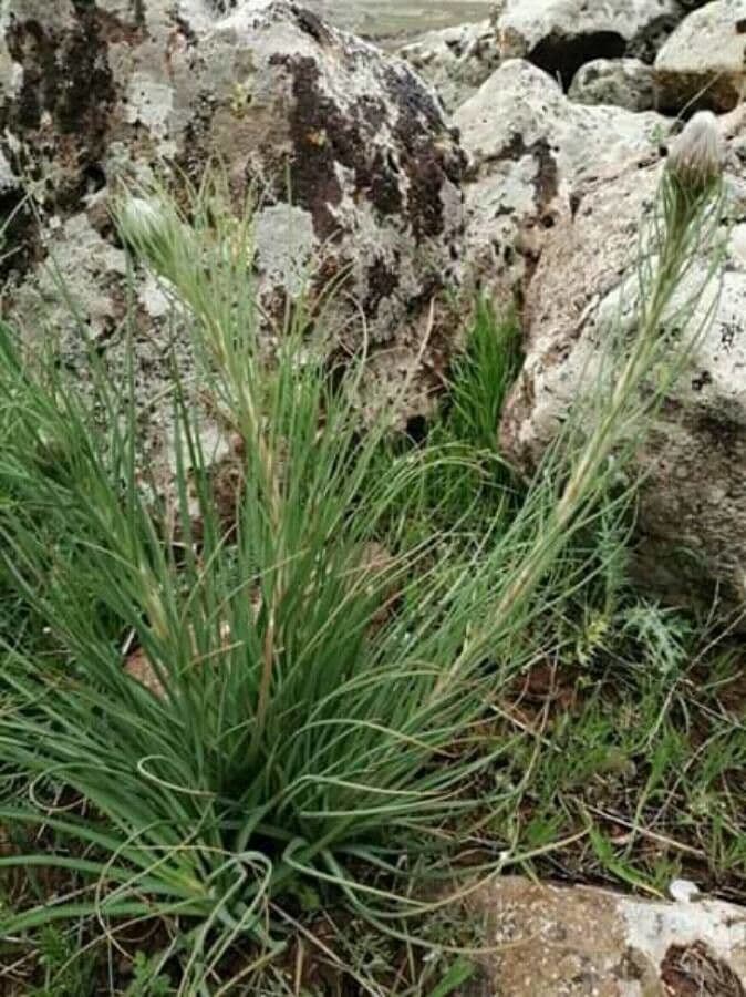 Muhlenbergia 8
