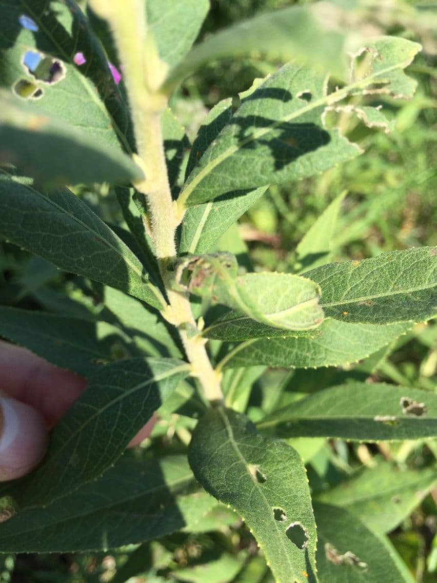 Vernonia di Baldwin 20