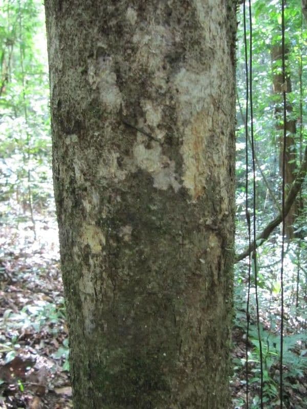 Casearia pitumba 8