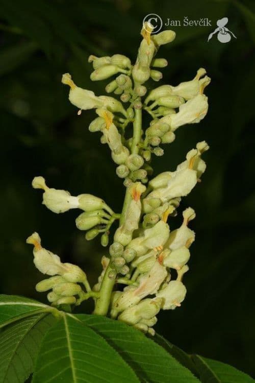 Ippocastano giallo 6