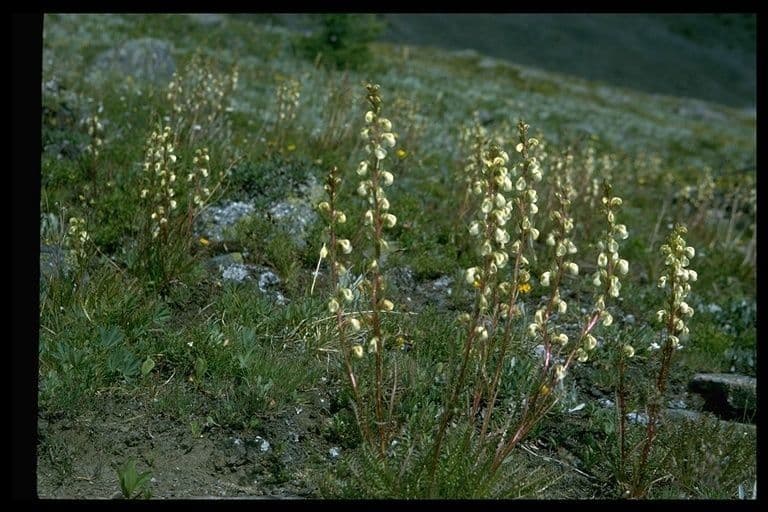 Pedicularia 6