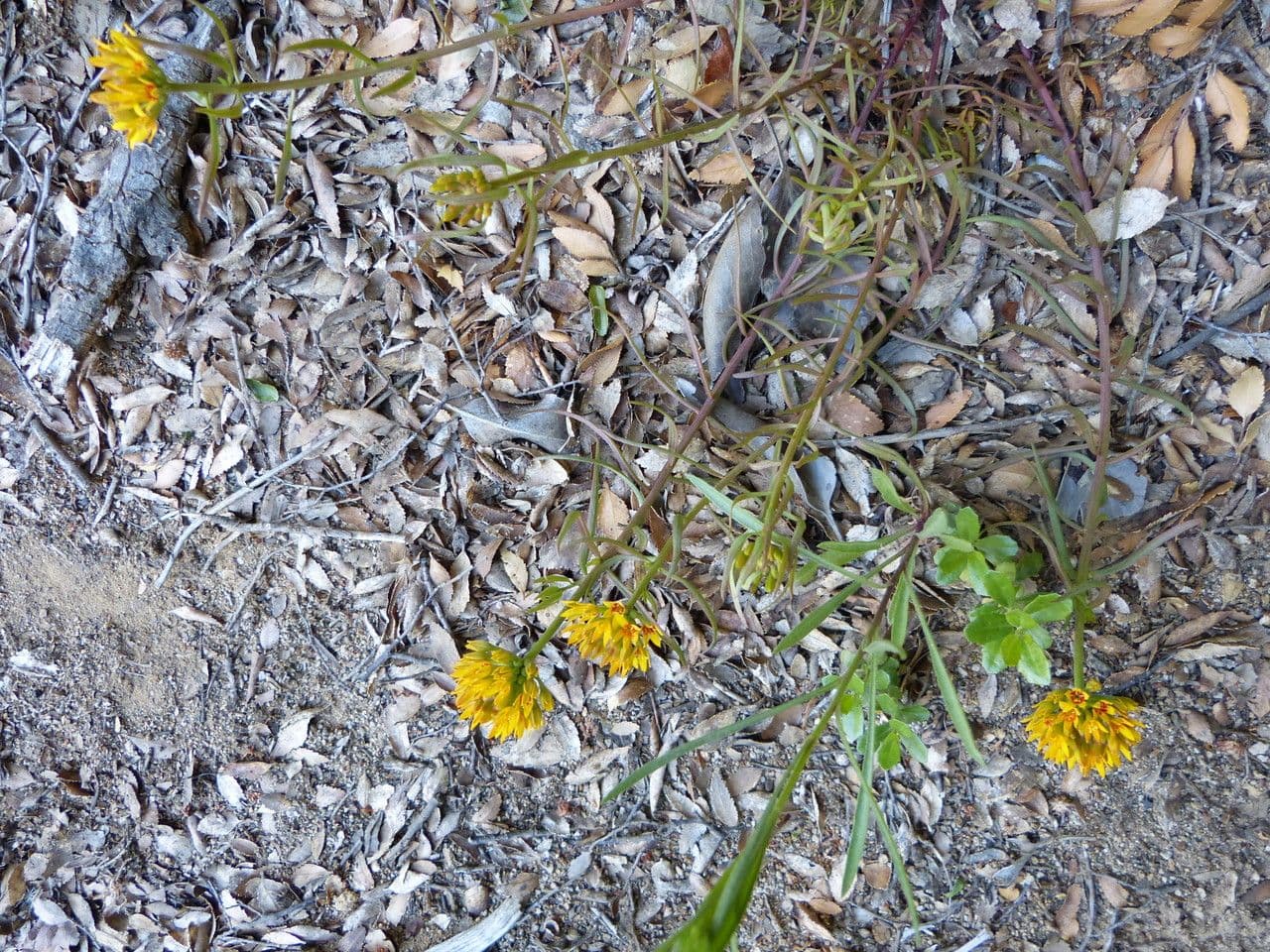 Quinchamalium 6