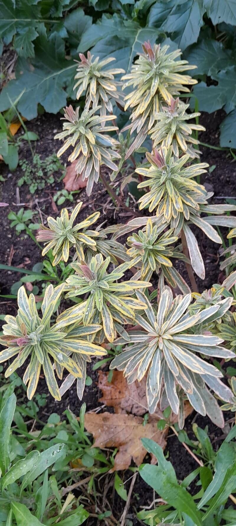 Pryšec Martinův 9