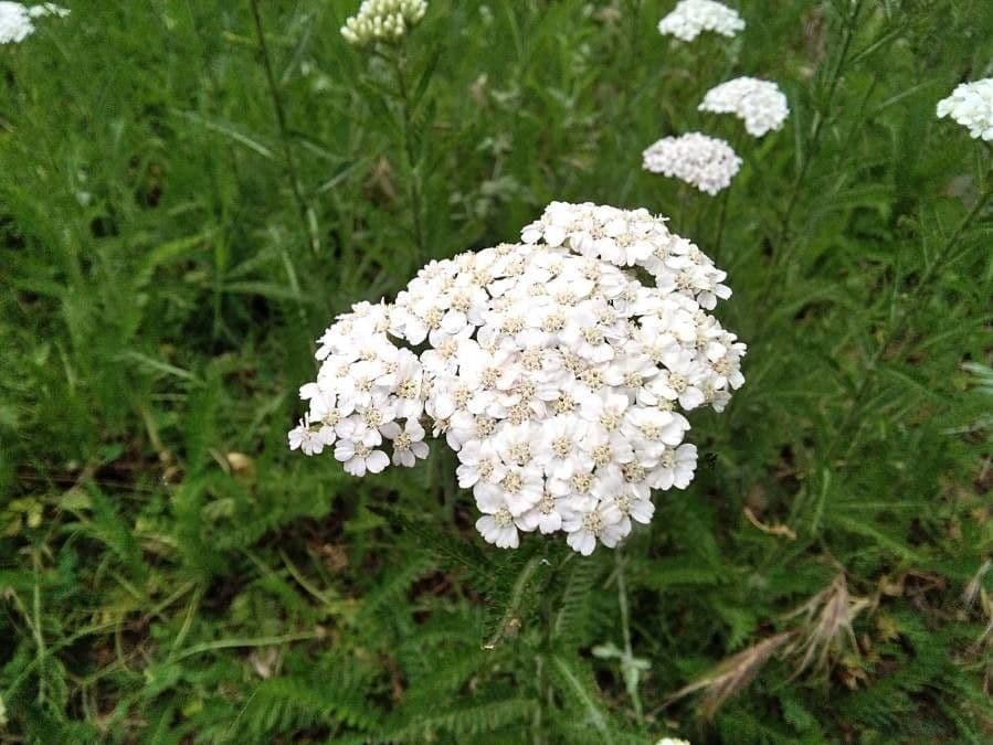 Achillée millefeuille 19