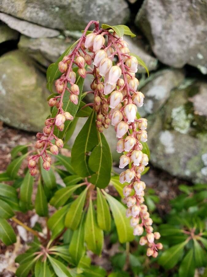 Pieris giapponese 7
