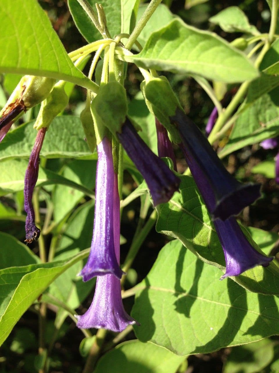 Iochroma 23