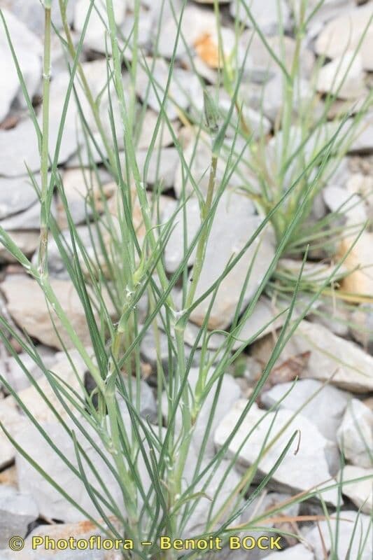 Třapatka Crocus 24