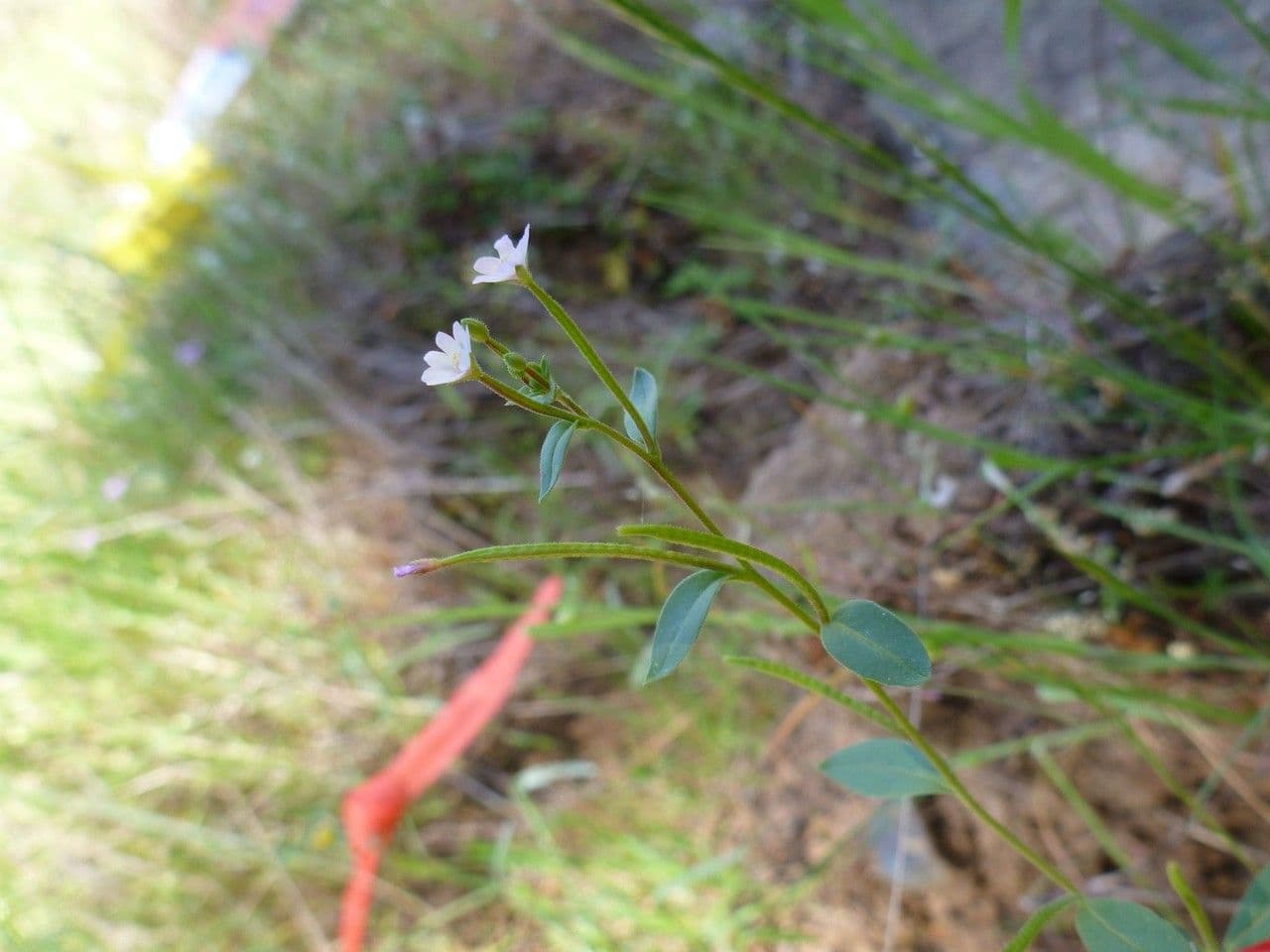 Epilobio minuto 7