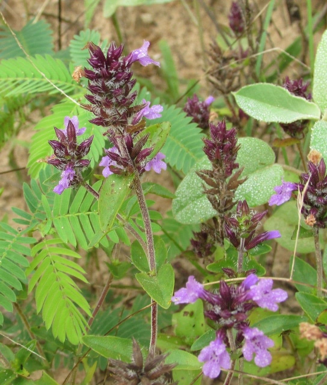 Texas sandmint 3