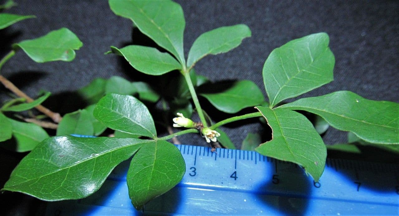 Trichilia 19