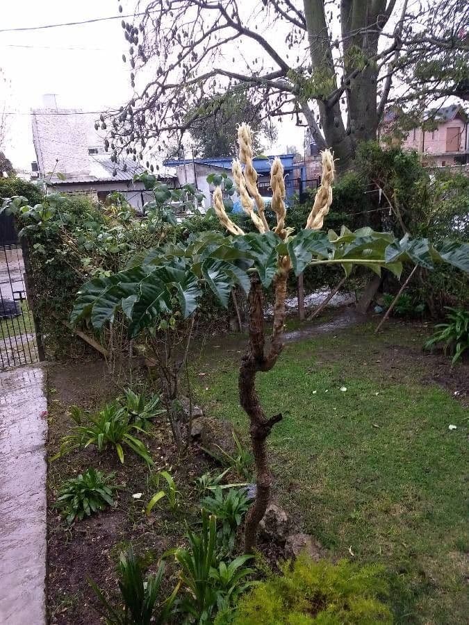 Tetrapanax papyrový 6