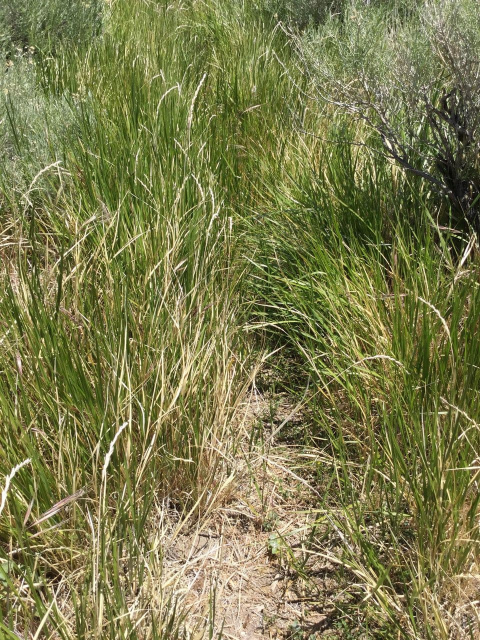 Leymus triticoides 6