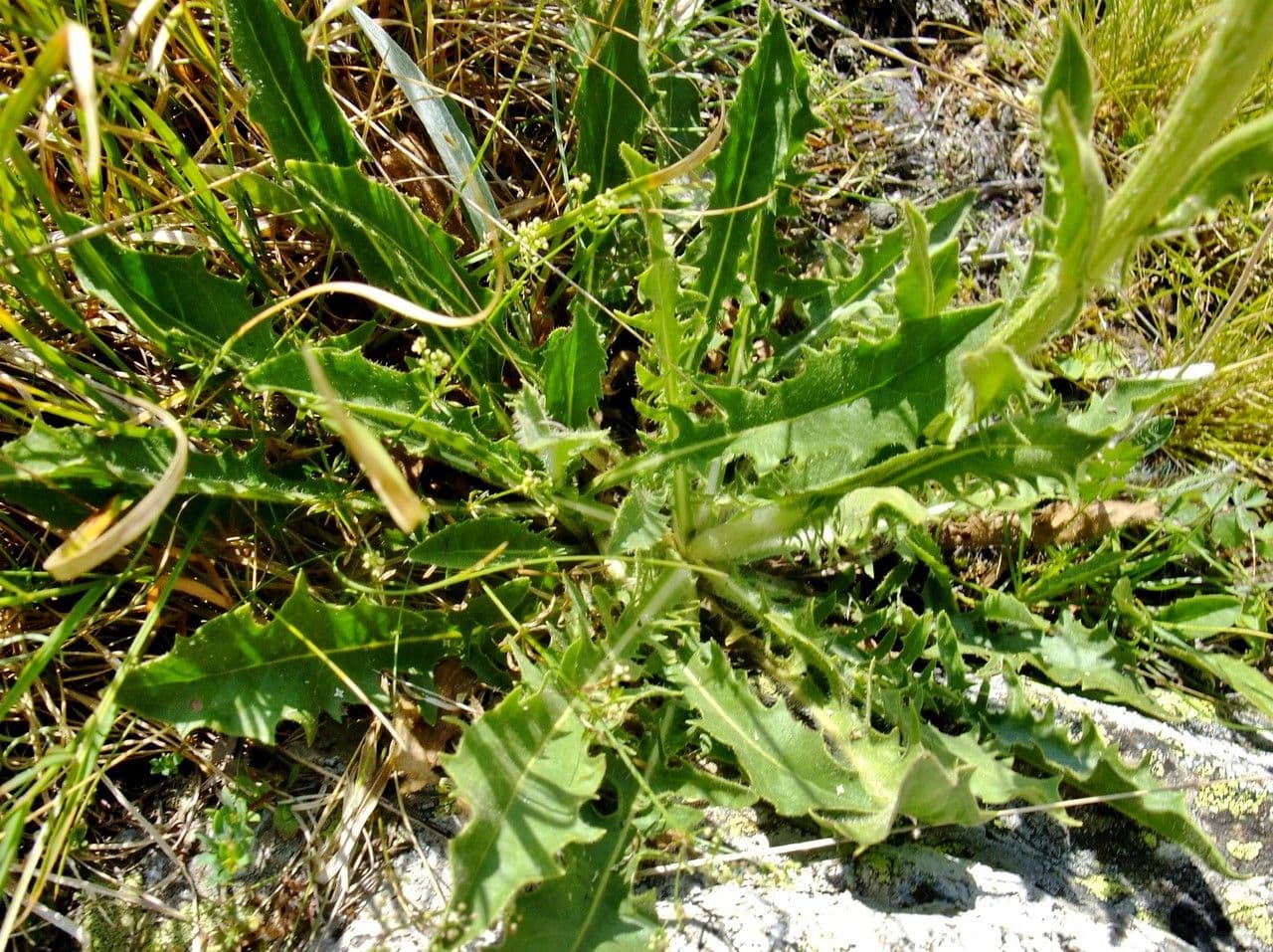 Crepis conyzifolia 20
