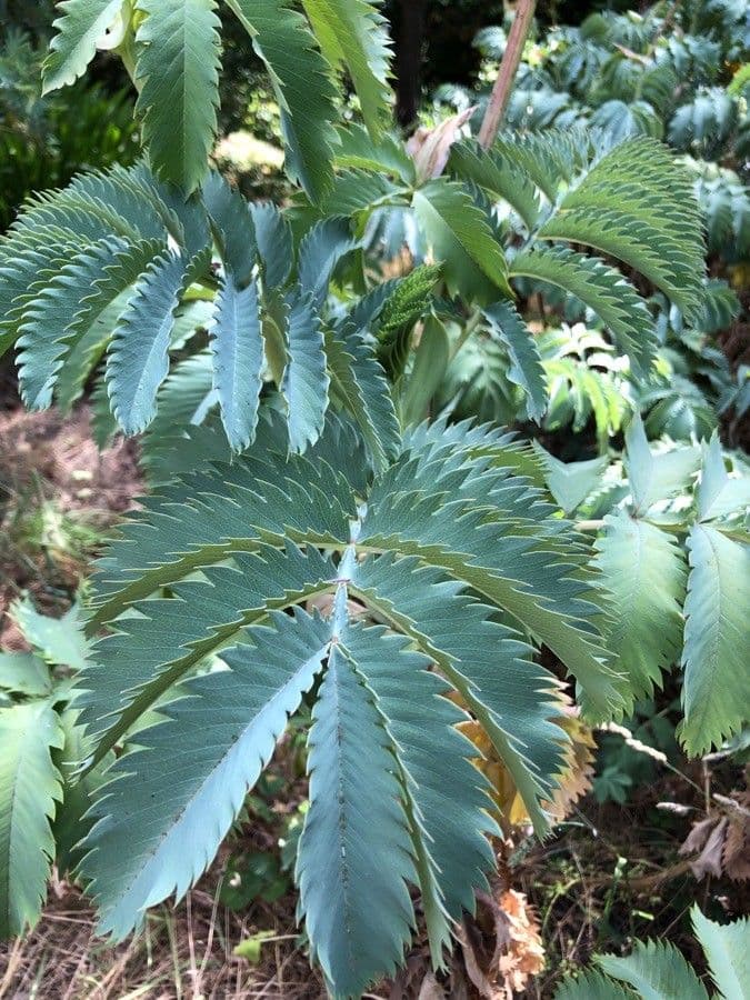 Melianthus maggiore 20