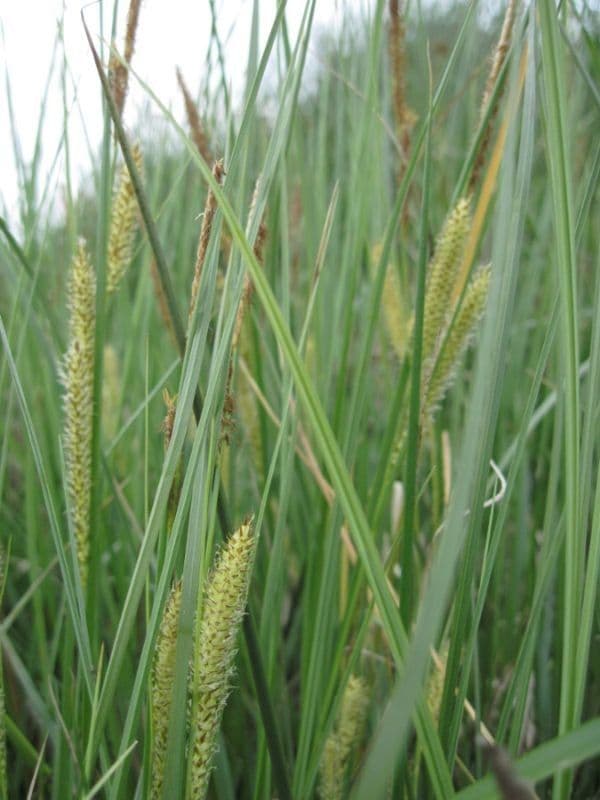 Carice rostrata 15