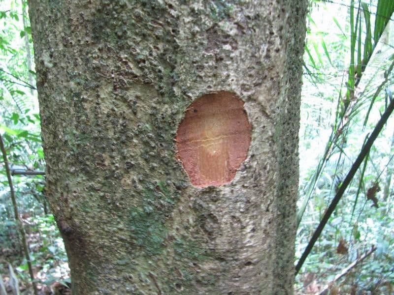 Ocotea 16