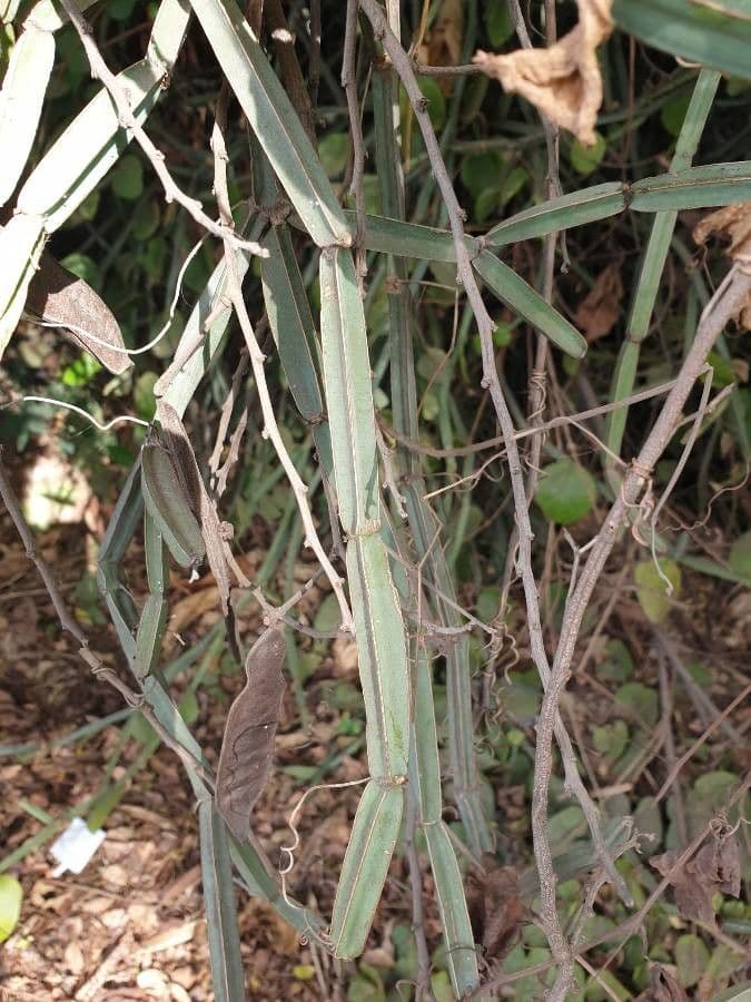 Cissus 23