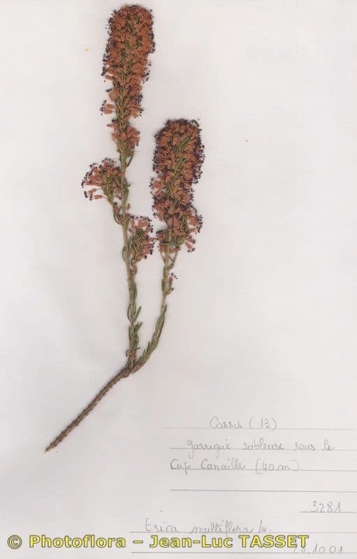 Erica multiflora 27