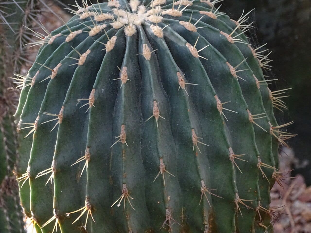 Ferocactus histrix 8