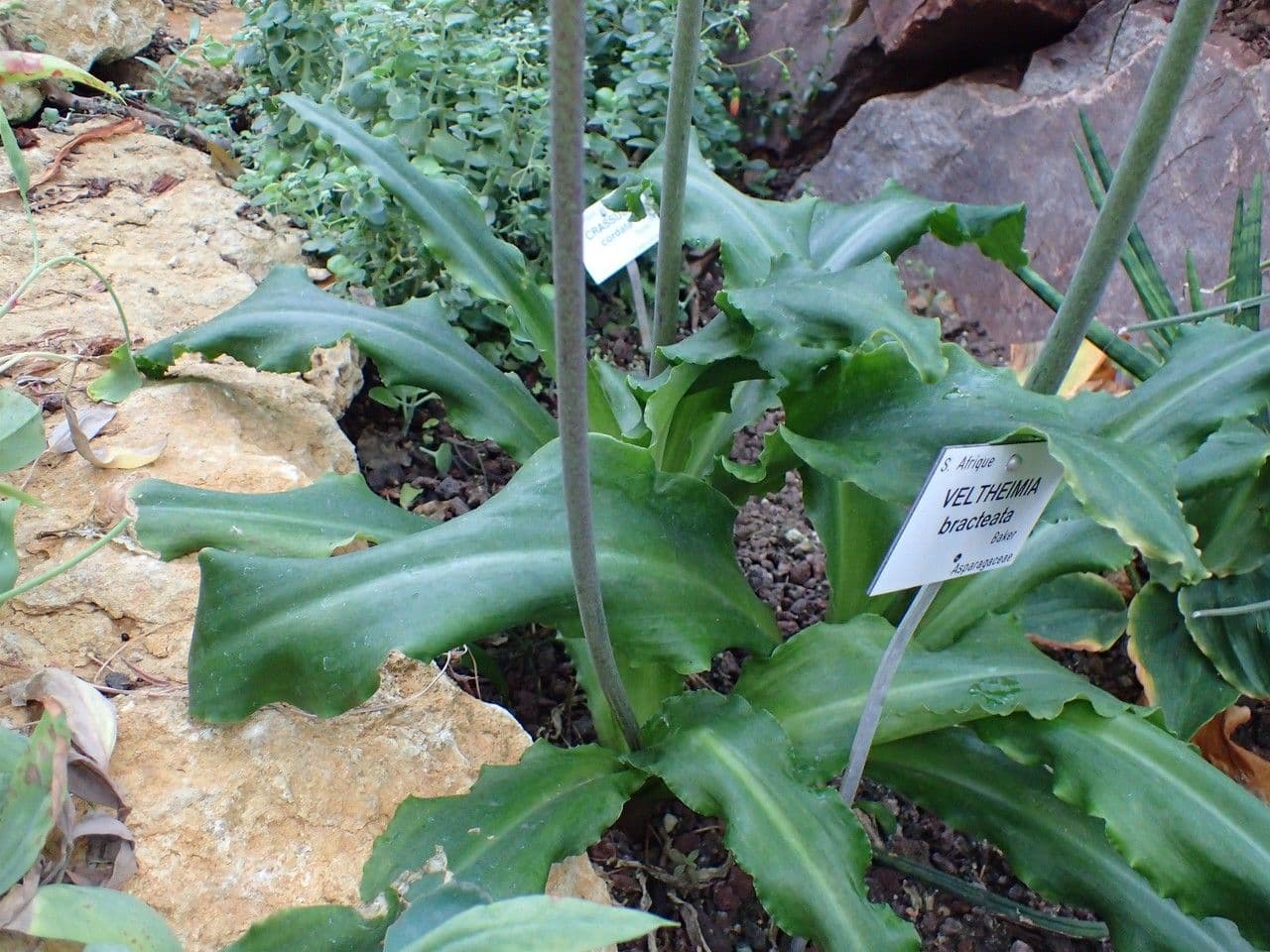 Waldlilie 10