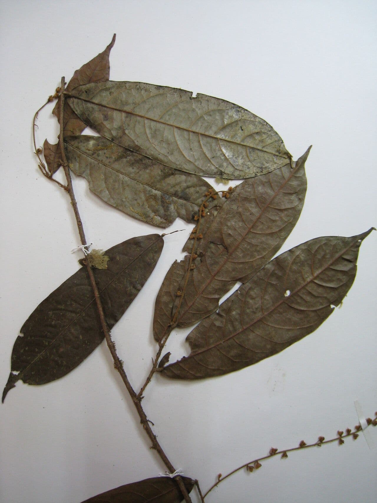 Hirtella di Araguari 4