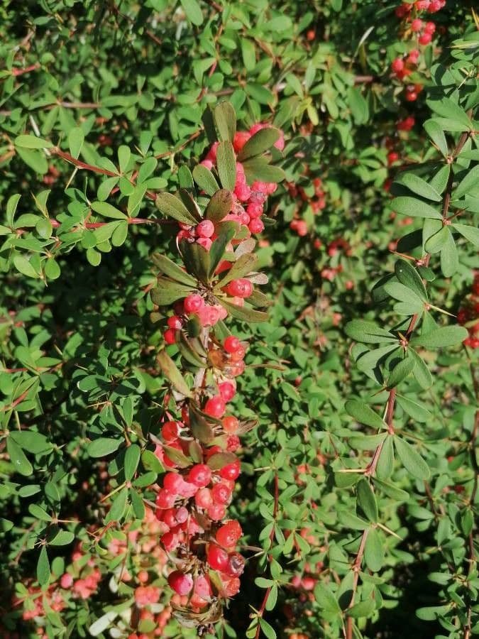 Rispen-Berberitze 5