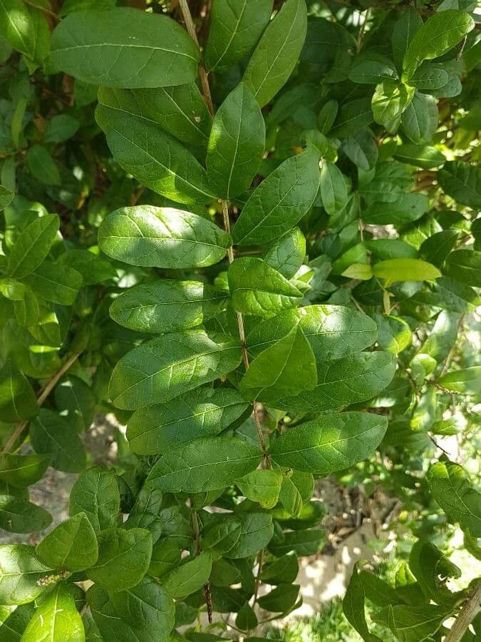 Combretum 7