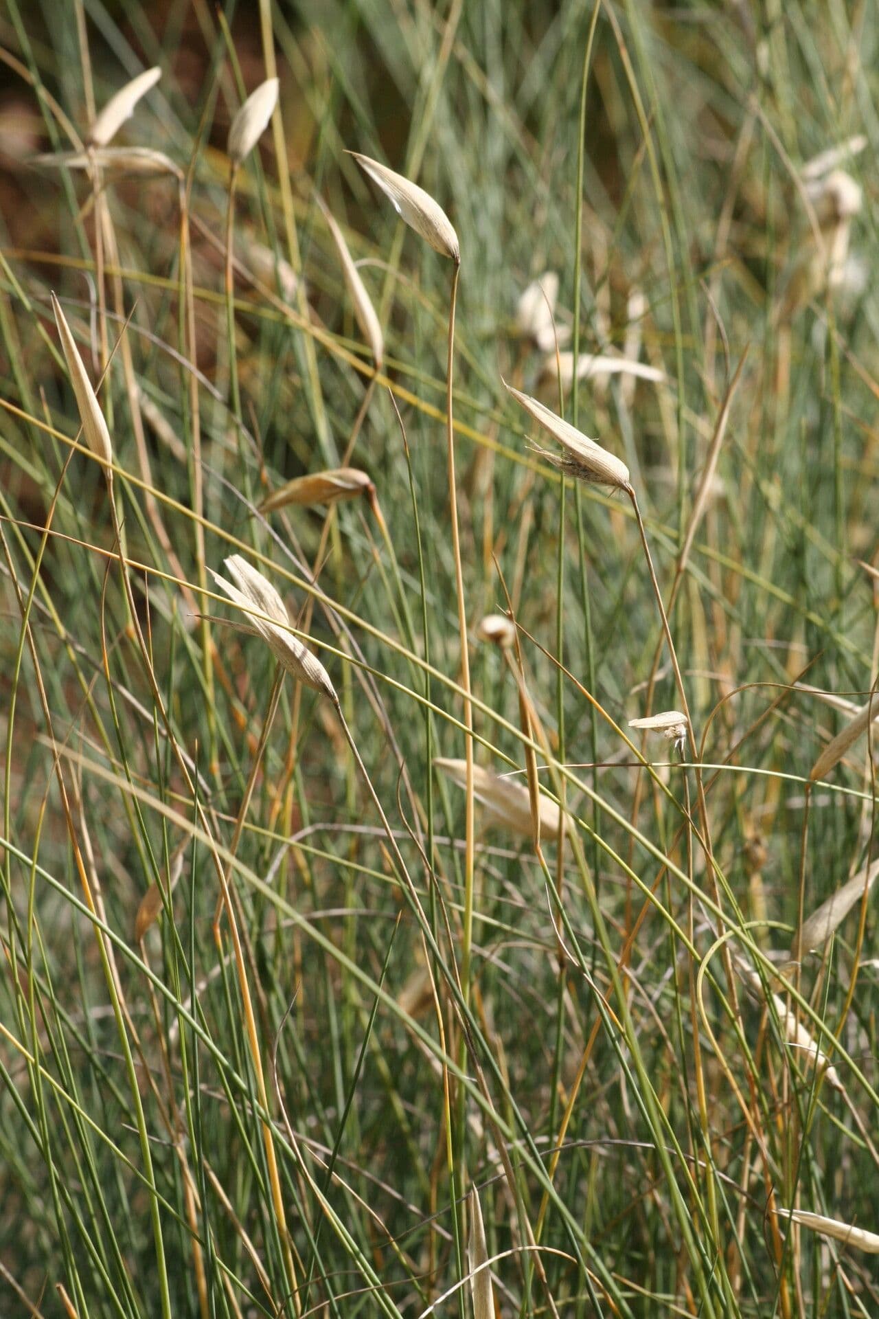 Albardine 5