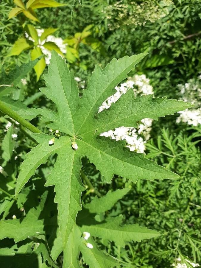 Napaea dioica 8