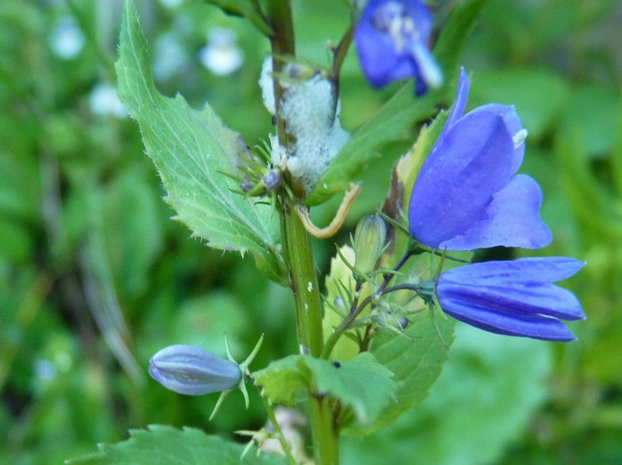 Campanula romboidale 16
