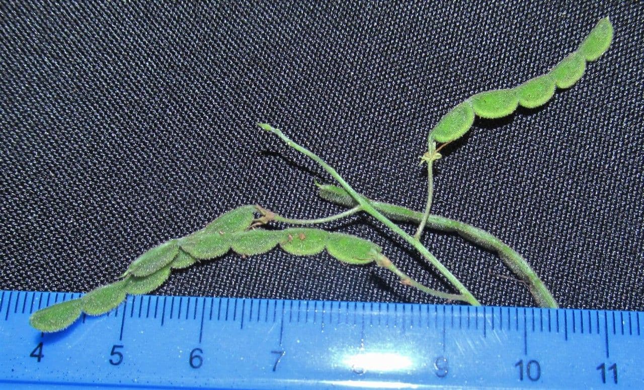Desmodium 5