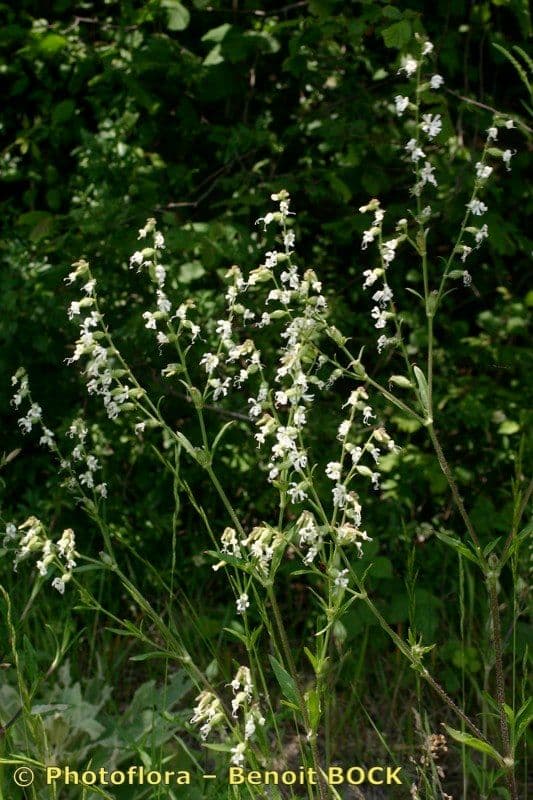 Silene dicotoma 23