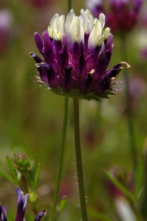 Trifoglio 4