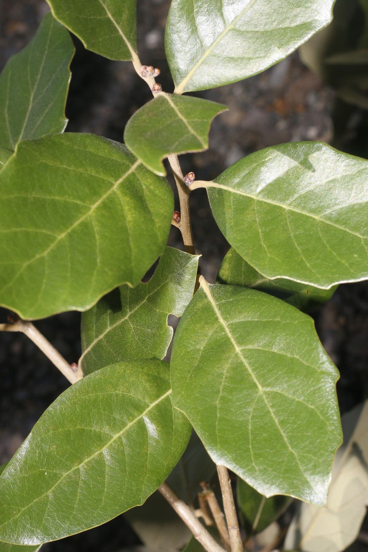 Quercia 15