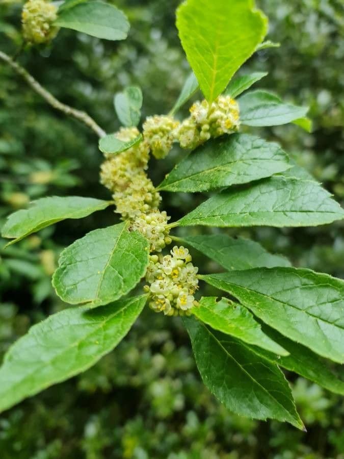 Houx verticillé 9