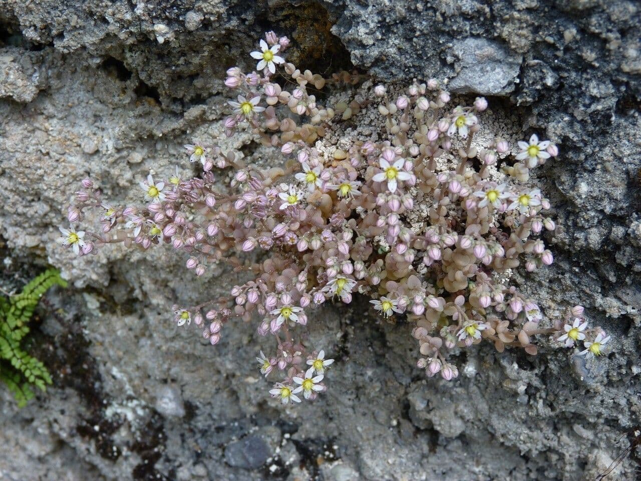 Borracina cinerea 30
