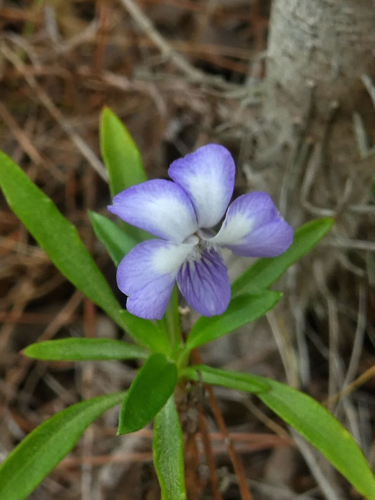 Violette arborescente 9