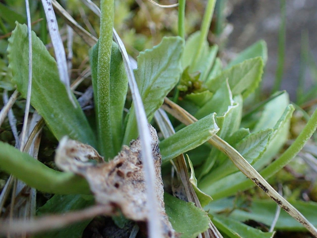 Primula farinosa 20