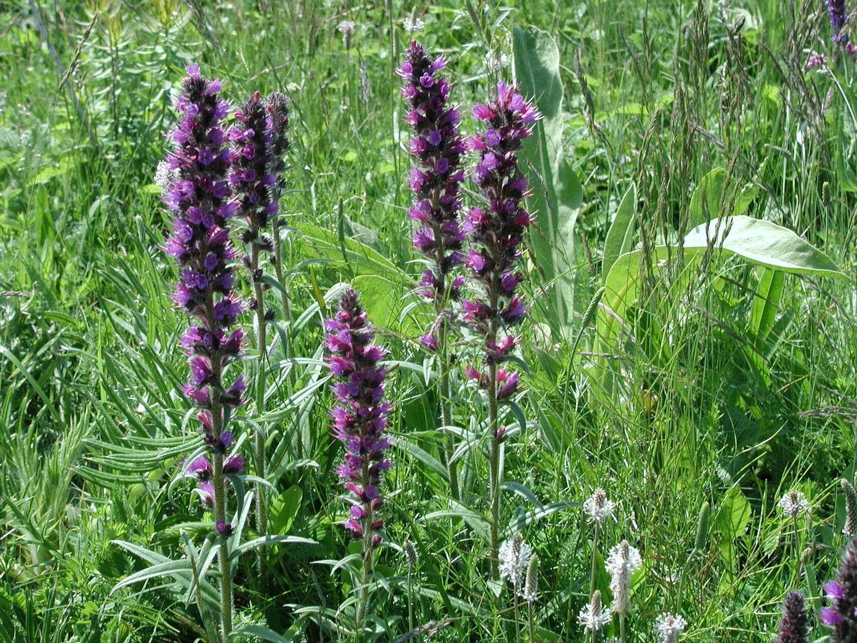 Pontechium maculato 7