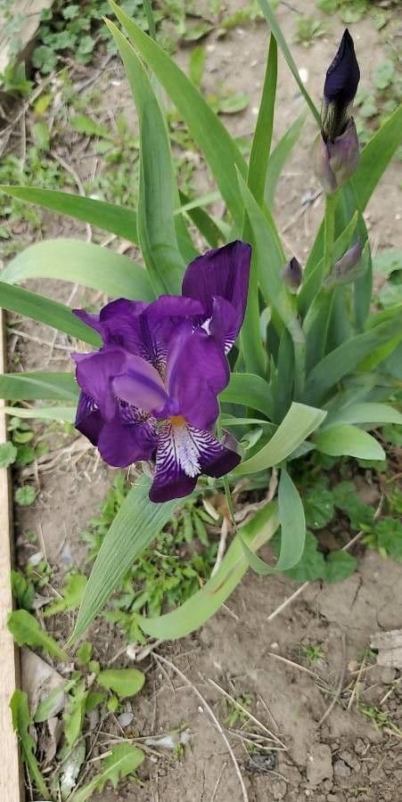 Zwerg-Schwertlilie 8