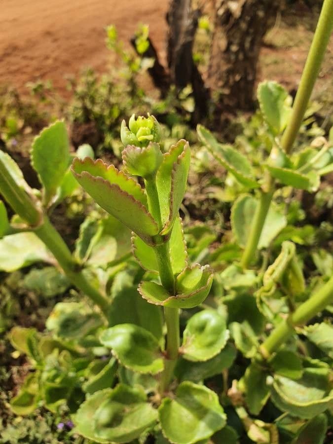 Kalanchoe densiflora 18