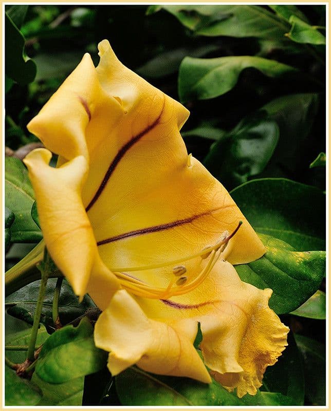 Solandra 2