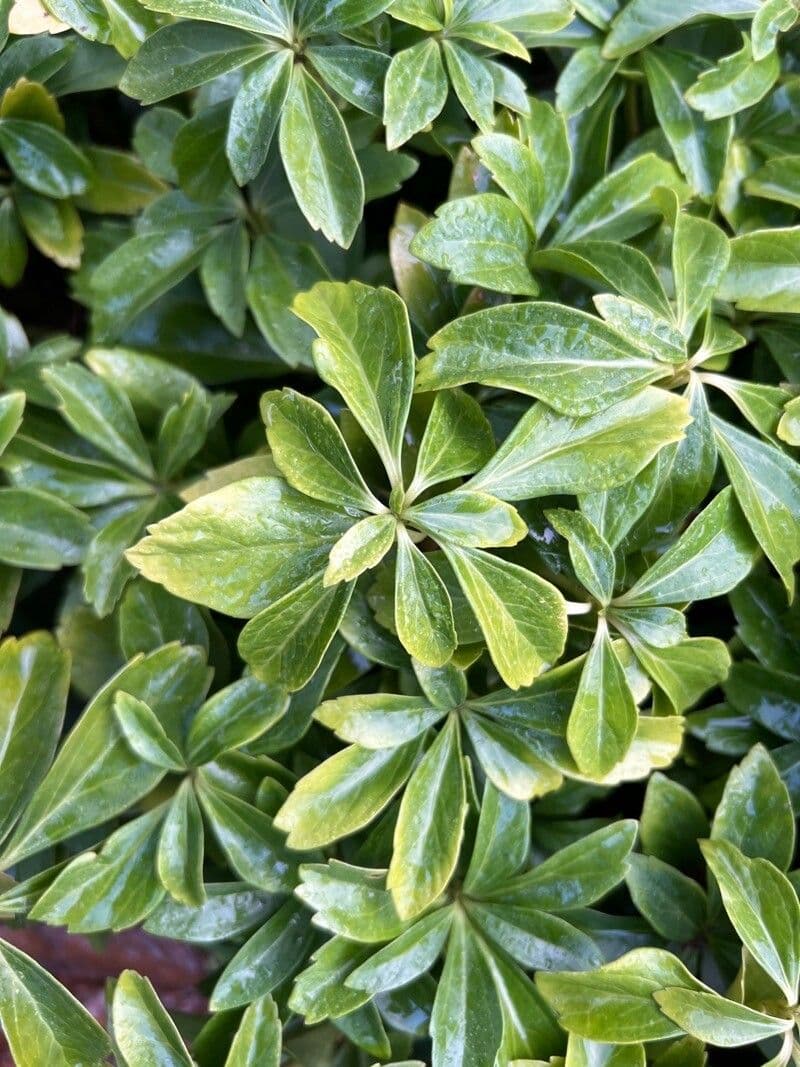 Pachysandra terminale 16