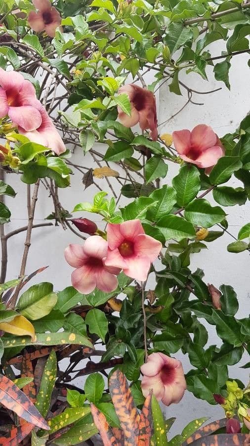 Chilenischer Jasmin 14