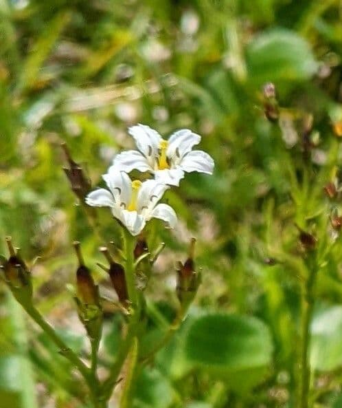 Hühnerkamm-Blatt
