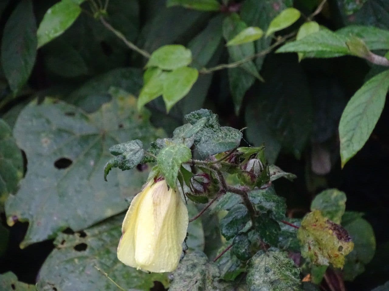 Pavonia