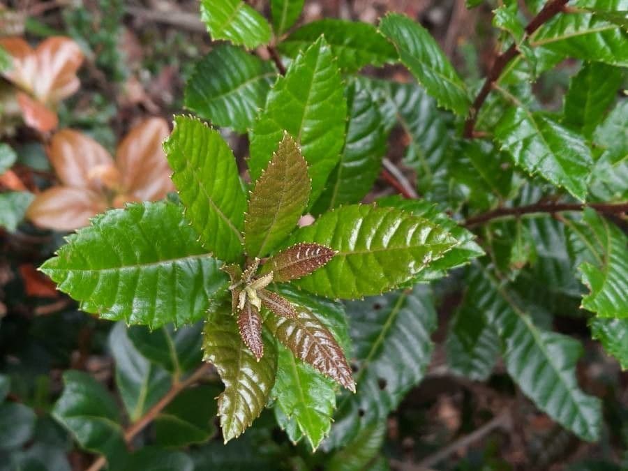 Weinmannia balbisiana 3