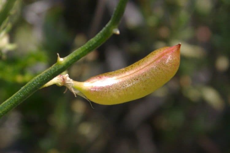 Dickblättrige Tragantmilchschote 4